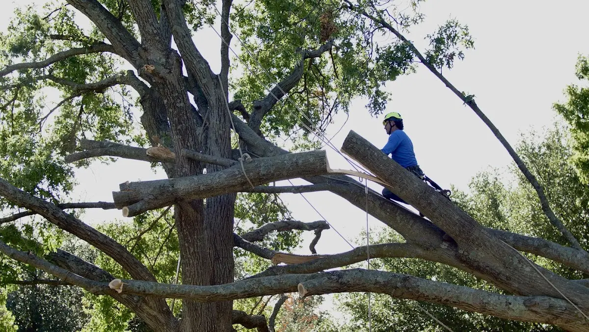 Professional Crown Thinning performed by certified arborists in Chassell