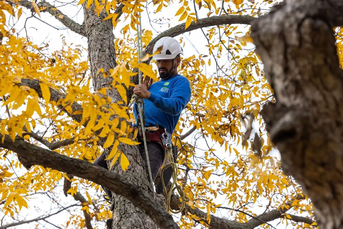 Skilled Tree Planing crew working in Chassell