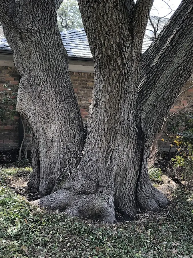 Mature heritage tree close to a Chassell property cared for by certified arborists